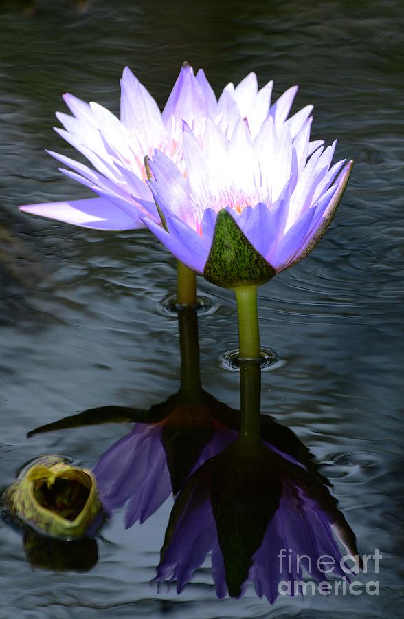 Two Lilies and a Heart Photograph by Cindy Manero