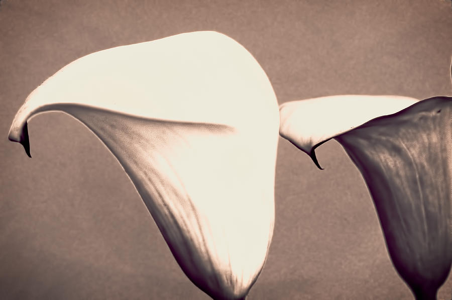 Two Lilies in sepia Photograph by Charles Muhle