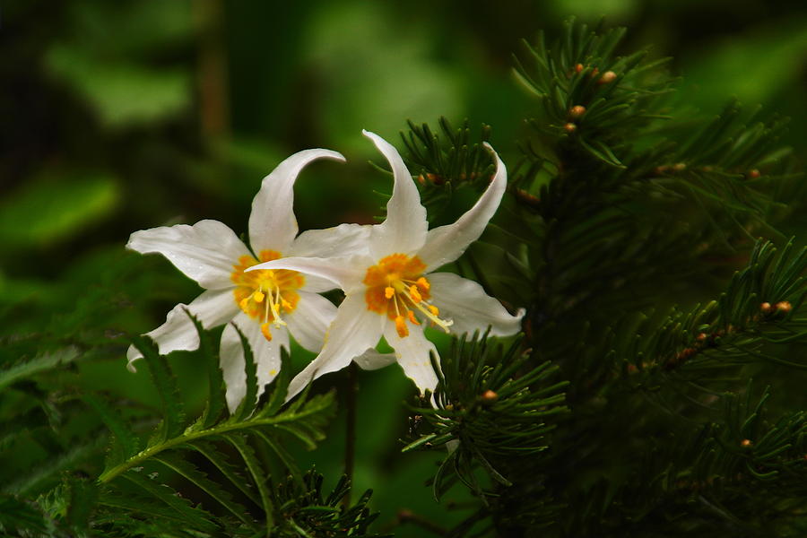 Two Lilies Photograph by Jeff Swan