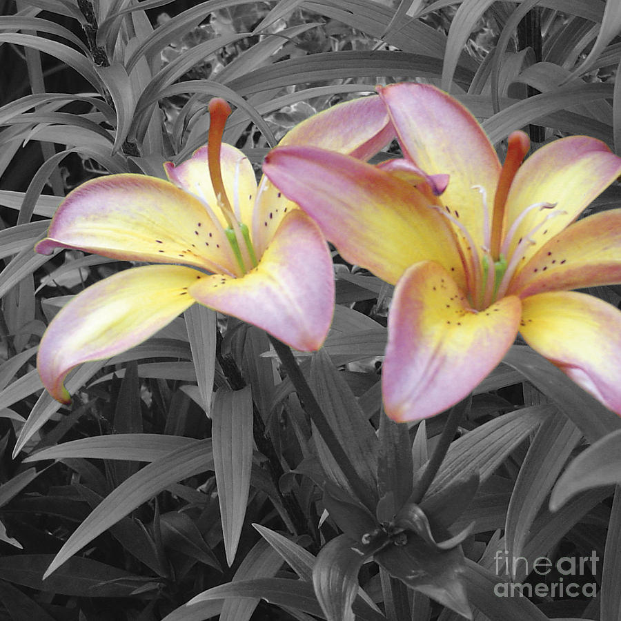 Lily Photograph - Two Lilies by Stephen Prestek