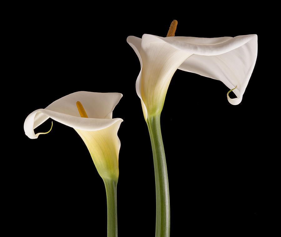 Two Lilies Photograph by Windy Osborn