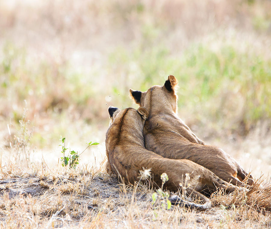 Two Lion Cubs in Tarangire, Tanzania Photograph by Vicki Jauron, Babylon and Beyond Photography