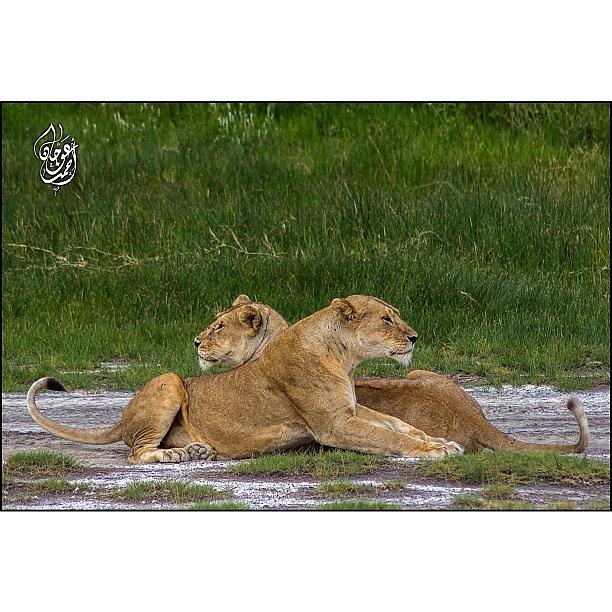 Nature Photograph - Two Lionesses Resting By The Banks Of by Ahmed Oujan