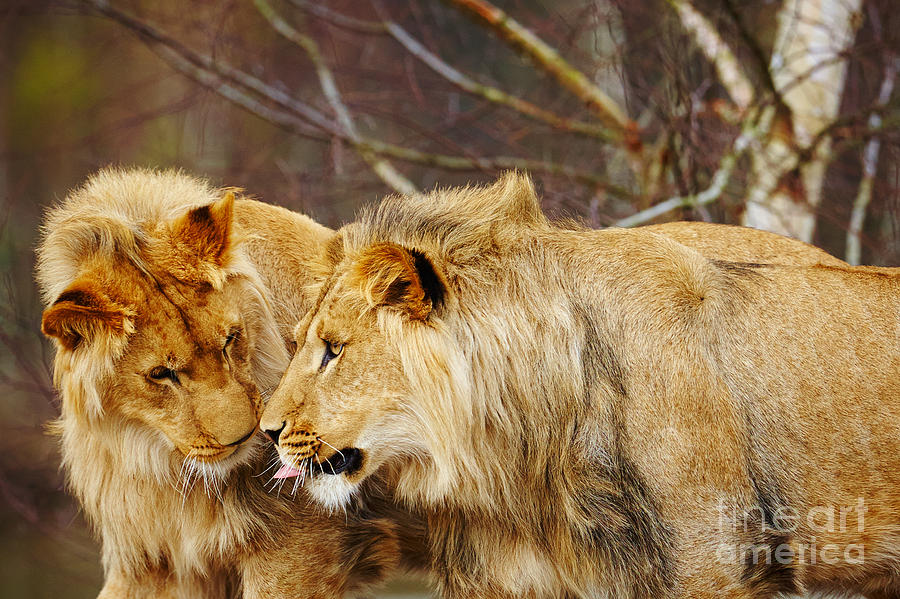 Two lions close together Photograph by Nick  Biemans