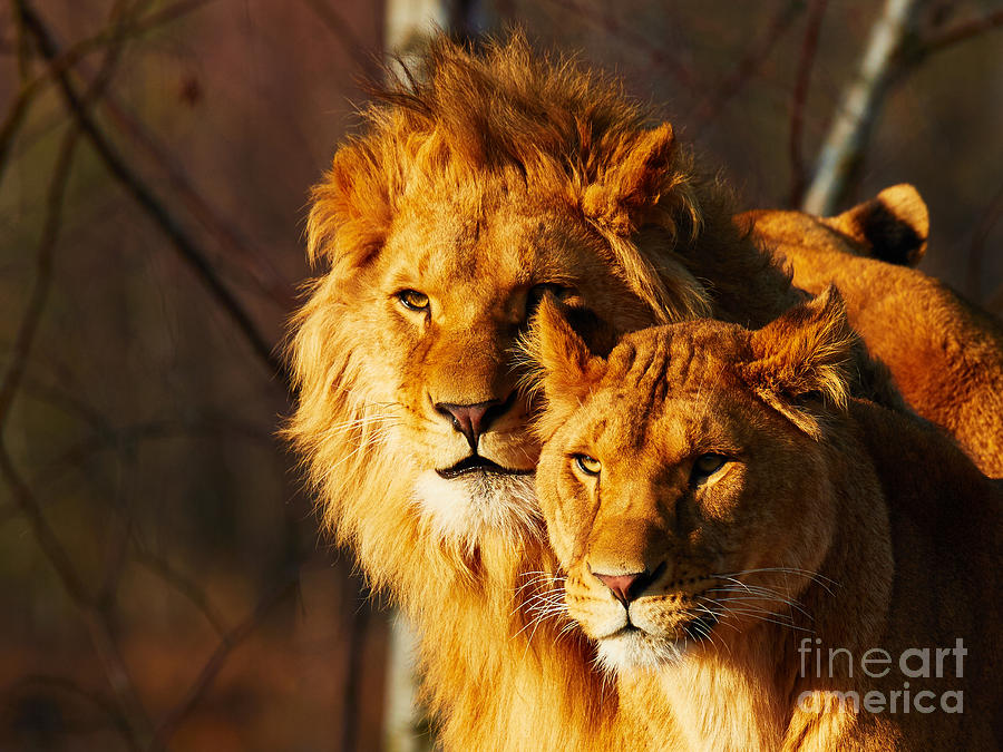 Two lions in a forest Photograph by Nick  Biemans