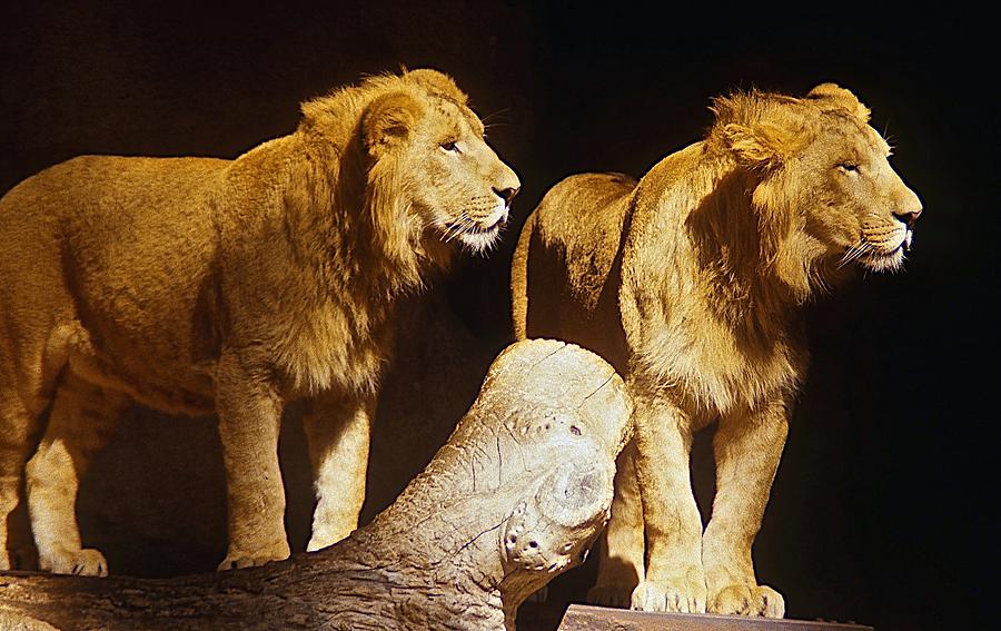 Two Lions Photograph by Stuart Litoff