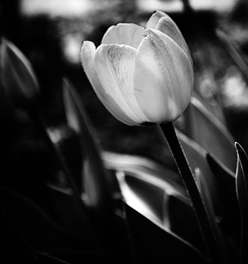 Two Lips Photograph by CORE Images - Fine Art America