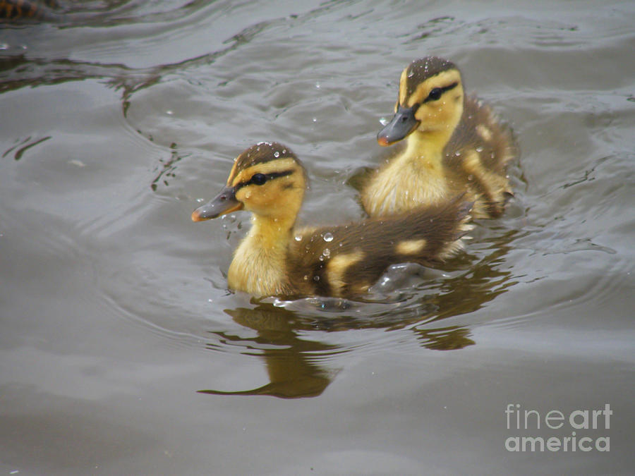 Two Little Duckies Photograph by Debby Pueschel