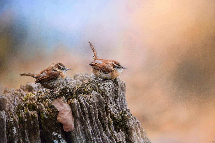Bird Photograph - Two Little Wrens by Jai Johnson