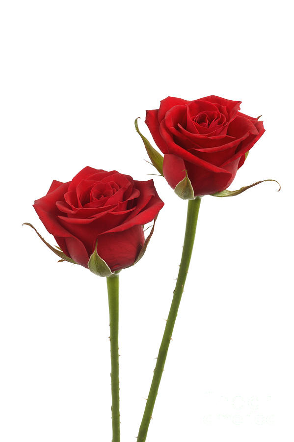 Two long stemmed red roses Photograph by Rosemary Calvert - Pixels