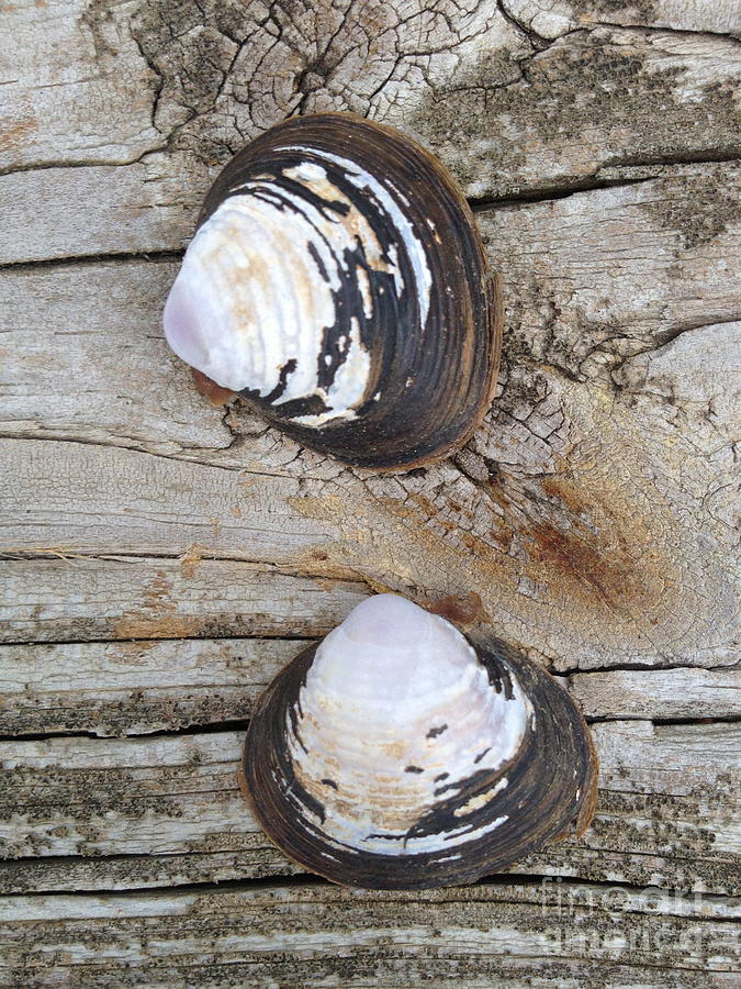 Shell Photograph - Two by M West