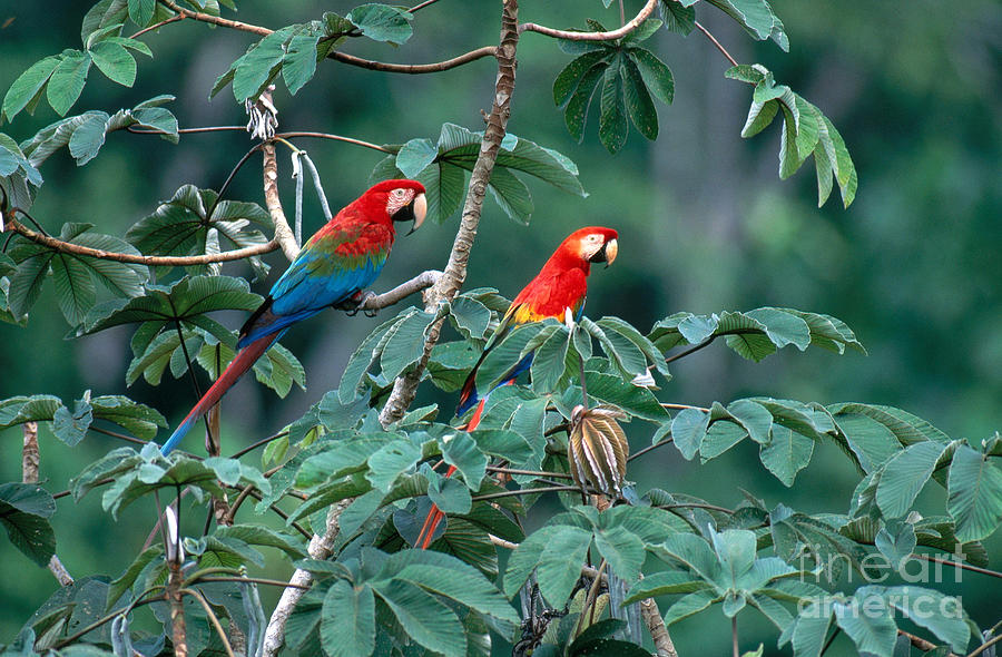 Macaw Photograph - Two Macaws by Art Wolfe