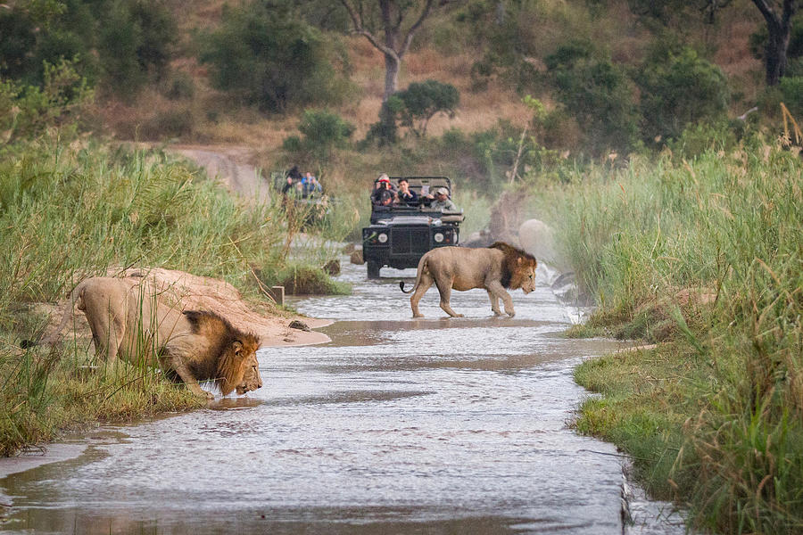 Two male lions, Panthera leo, walk across a shallow river, one crouching drinking water, two game vehicles in backgrounf carrying people Photograph by Londolozi Images/Mint Images