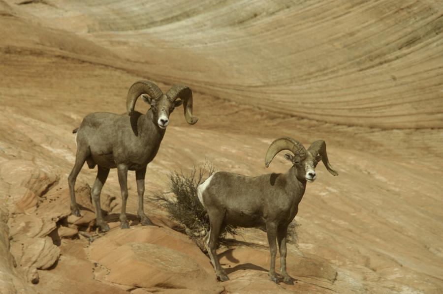 Two Male Rams At Zion Photograph by Jeff Swan