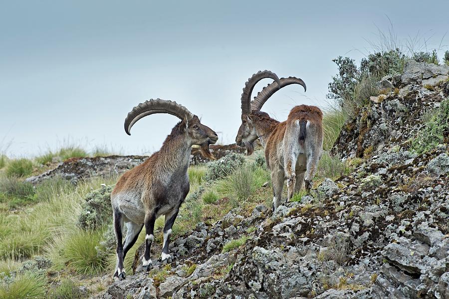 Nature Photograph - Two Male Wahlia Ibex by Tony Camacho