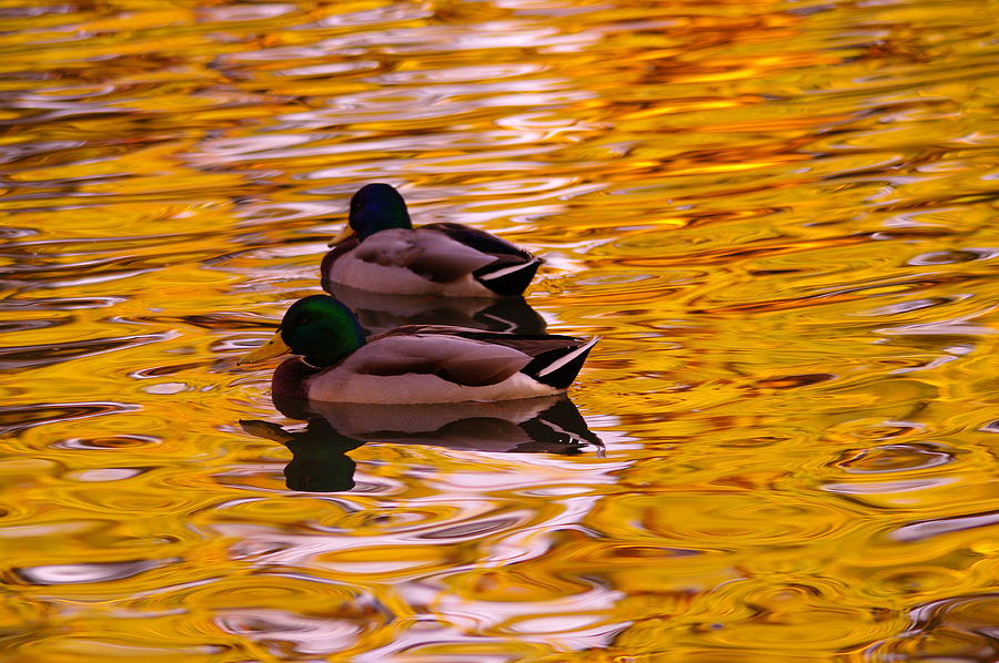 Two mallards on golden water Photograph by Jeff Swan