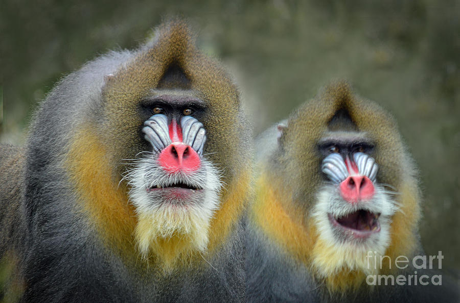 Sunset Photograph - Two Mandrills in the Clearing by Jim Fitzpatrick