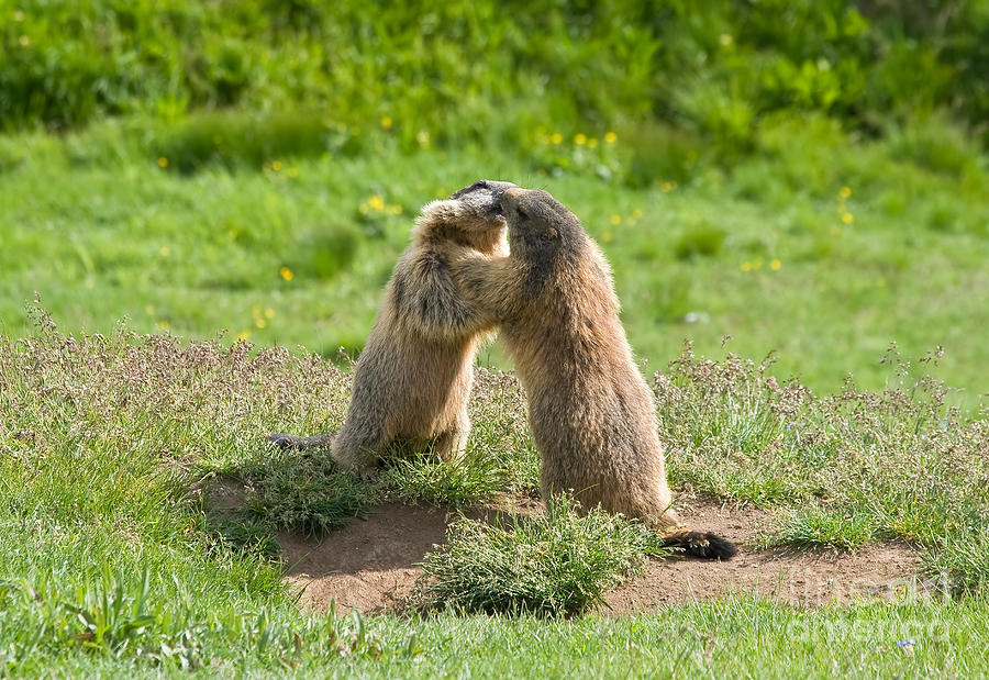 Two Marmots Photograph by Antonio Scarpi