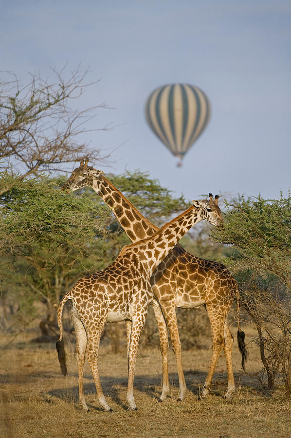 Two Masai Giraffes Giraffa Photograph by Panoramic Images