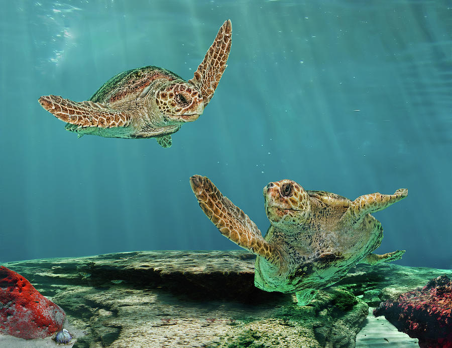 Two Mature Loggerhead Turtles On Reef Photograph by Melinda Moore