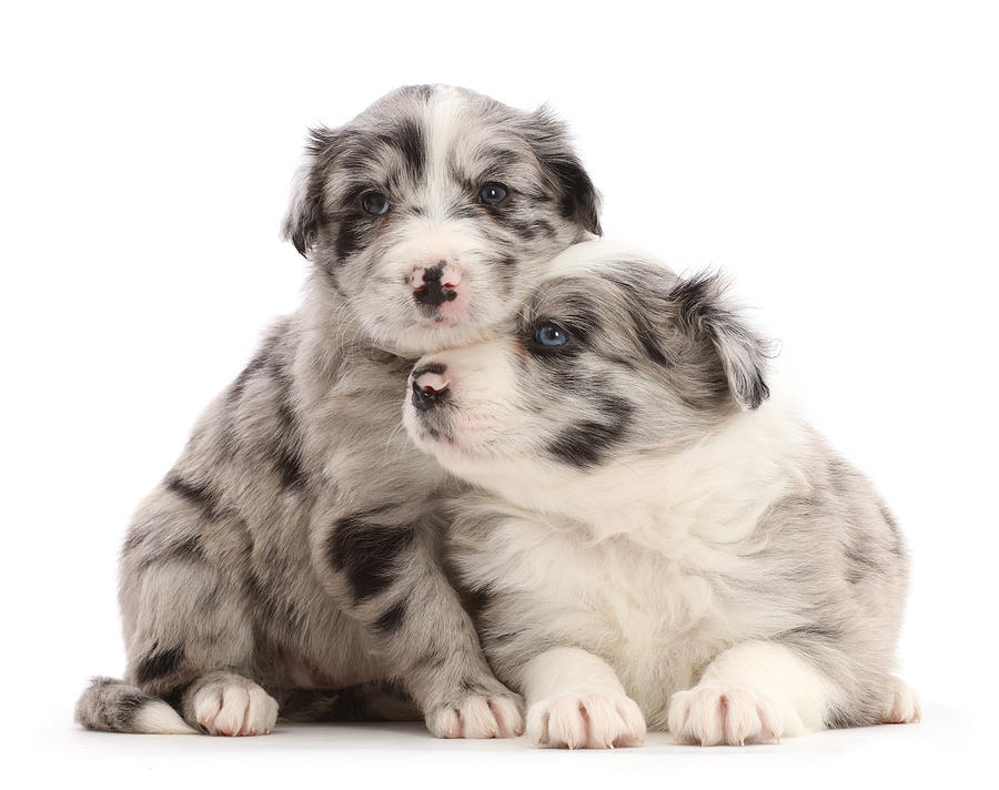 Two Merle Border Collie Puppies Photograph by Mark Taylor