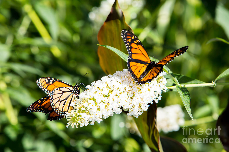Two Monarch Butterflies Photograph by Brad Marzolf Photography