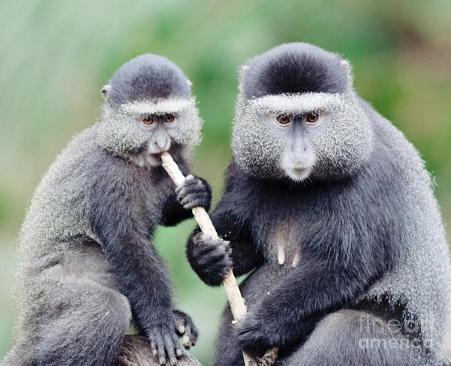 Two Monkeys Photograph By Pam Holdsworth