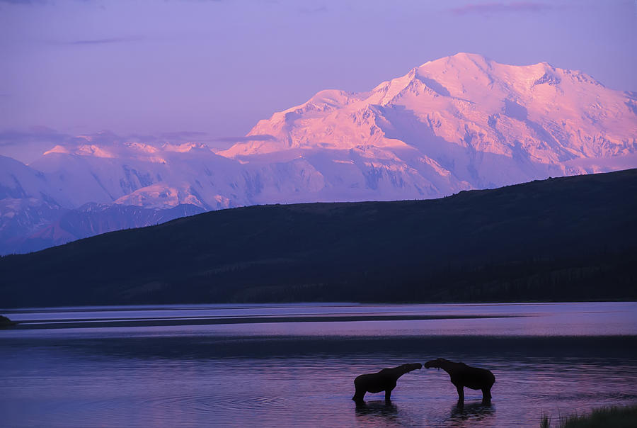 Denali National Park Photograph - Two moose kiss in Wonder Lake by Cliff Riedinger 