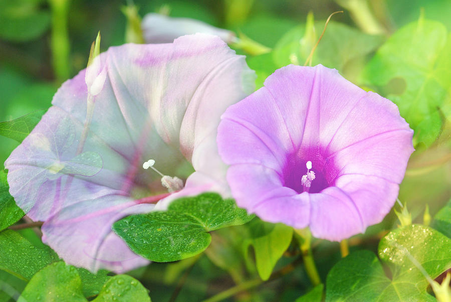 Two Morning Glories Photograph by Susan Moody
