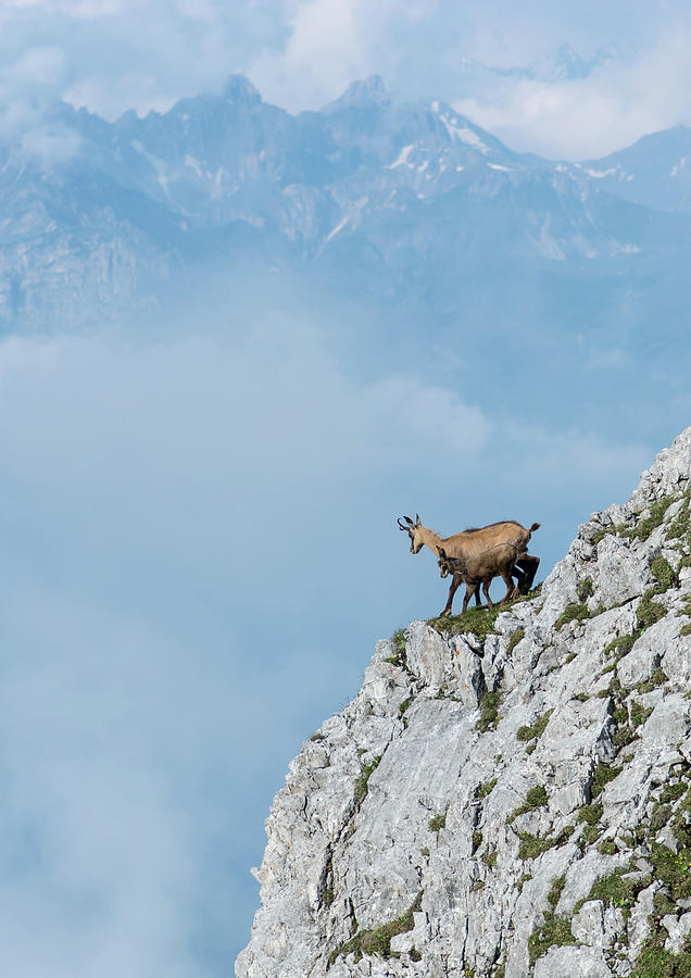Two Mountain Goats Above The Clouds Photograph by P. Medicus