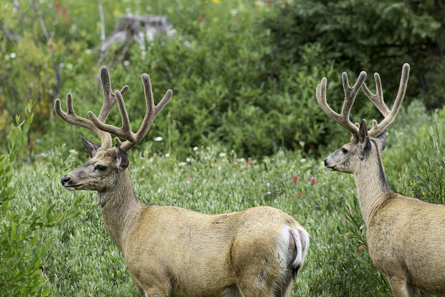 Two Mule Deer Bucks Photograph by Mark Harrington