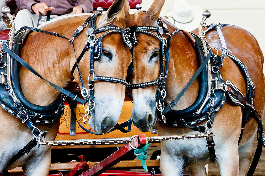 Two Mules Photograph by Ben Graham