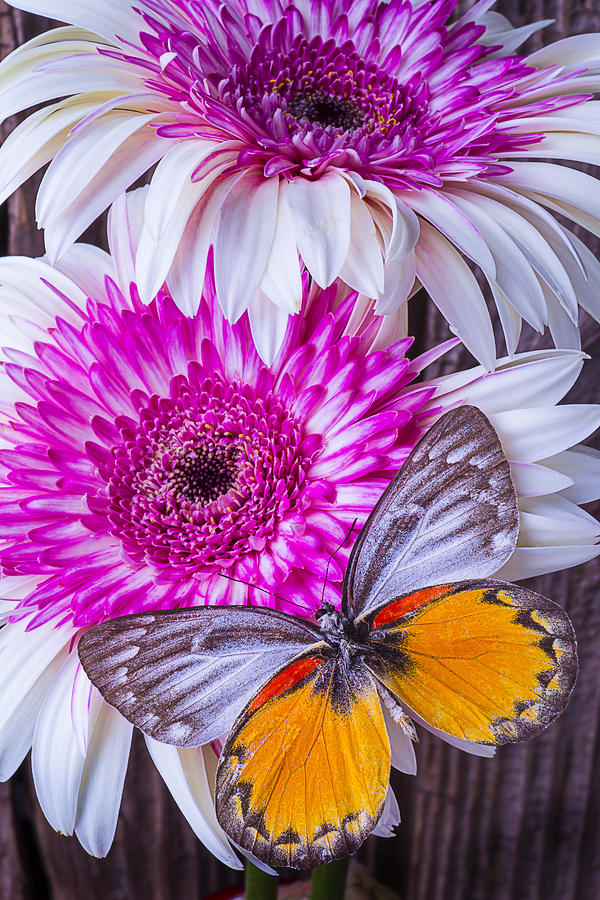 Two Mums With Butterfly Photograph by Garry Gay