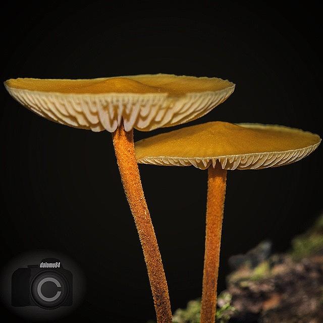 Two Mushrooms #mushroomsbydl Photograph by David Lopez