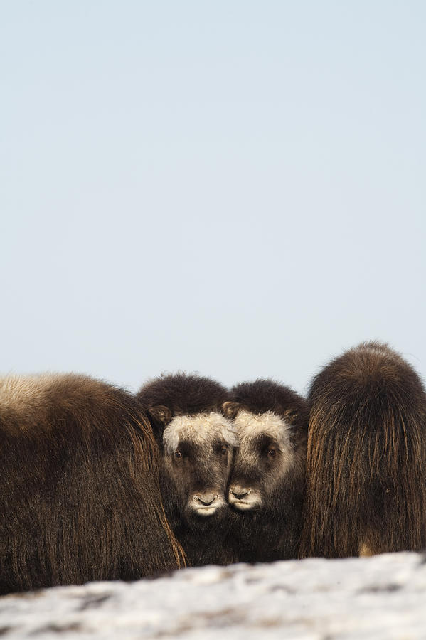 Sunset Photograph - Two Muskox Calves Protected In The by Milo Burcham