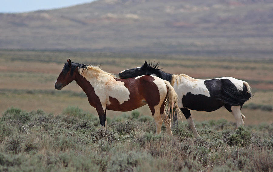 Two Mustangs in Wyoming Photograph by Jean Clark