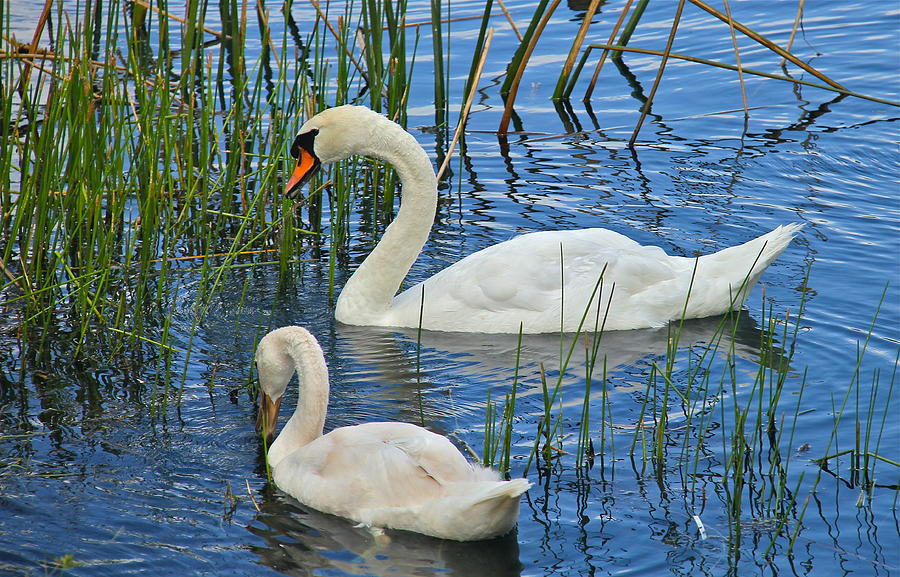 Two Mute Swans Photograph by Denise Mazzocco - Fine Art America