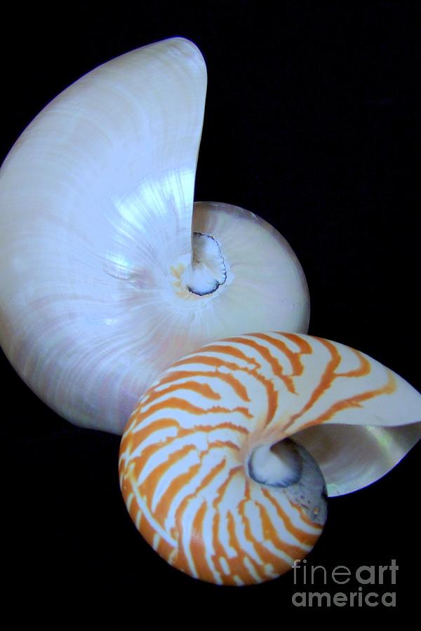 Two Nautilus Shells Photograph by Mary Deal