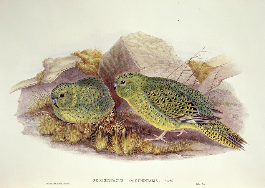 Two Night Parrots Photograph by Natural History Museum, London/science Photo Library