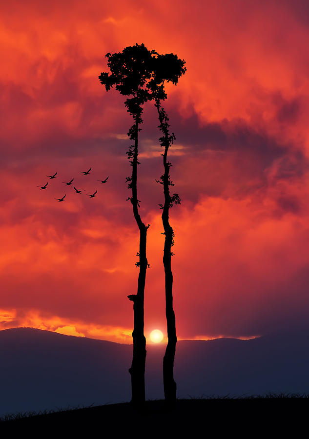 Bird Photograph - Two Oaks together in the field at sunset by Bess Hamiti