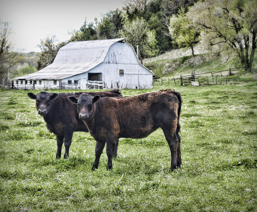 Cow Photograph - Two of a Kind by Cricket Hackmann