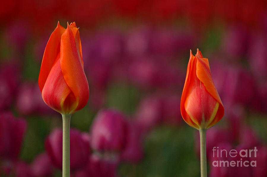 Flower Photograph - Two Of A Kind by Nick Boren