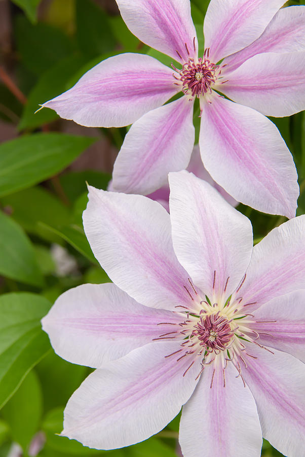 Two Of A Kind Clematis Photograph