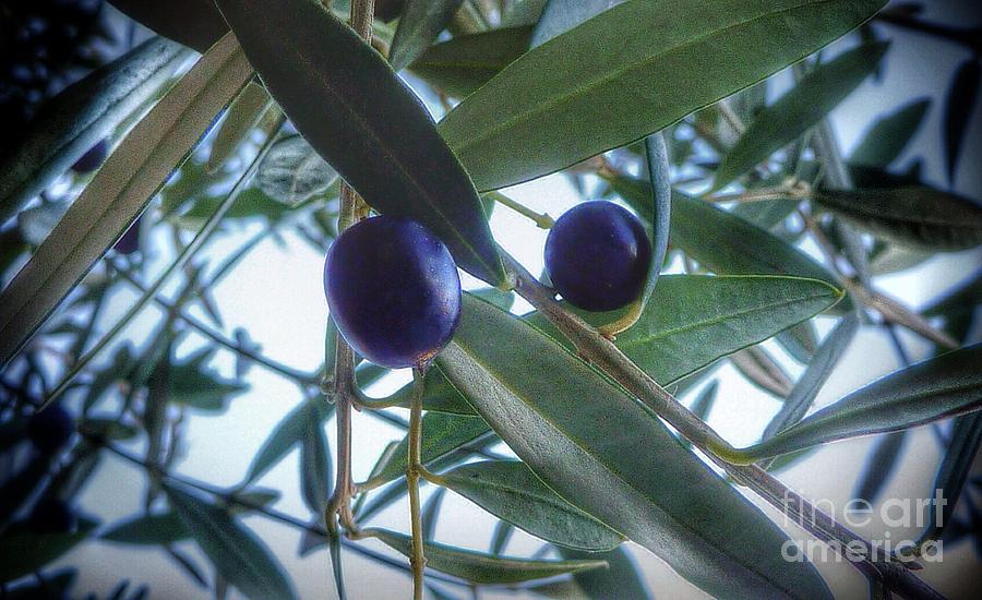 Two Olives Photograph by Susan Garren