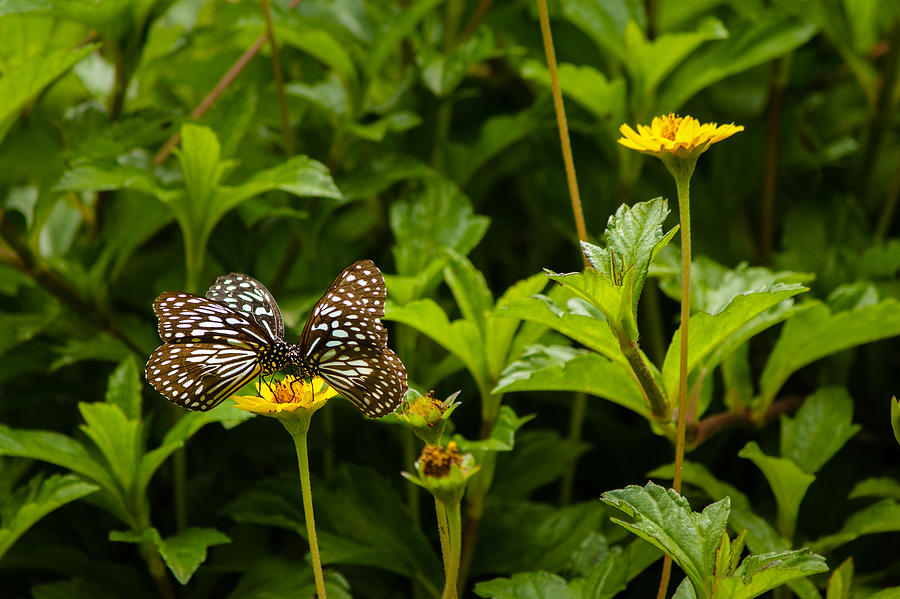 Two on one - Butterfly - Blue Tiger Photograph by SAURAVphoto Online Store