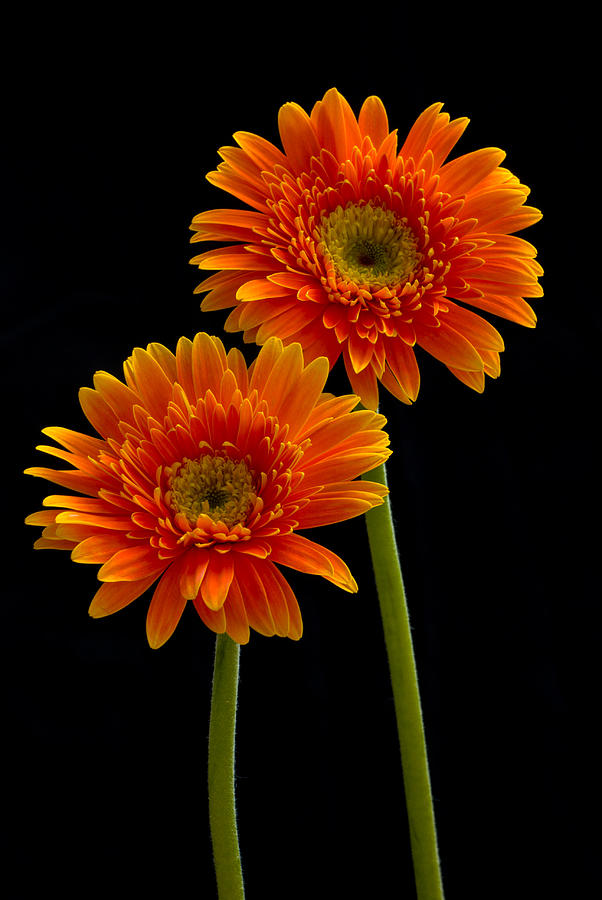 Two Orange Gerbera Daisies Photograph by Dawn Black - Pixels