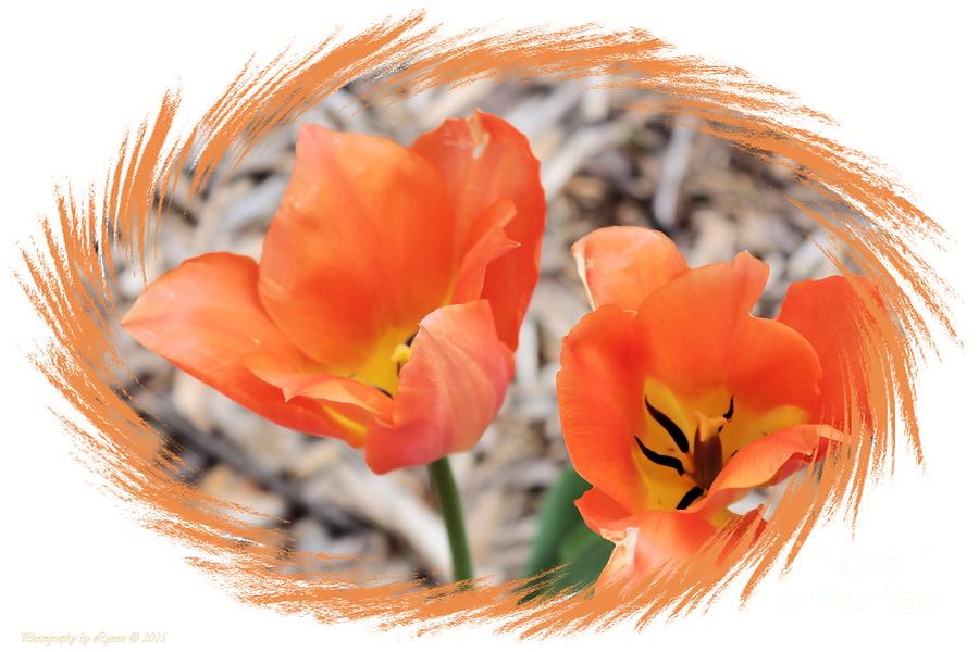 Two Orange Lilies Photograph