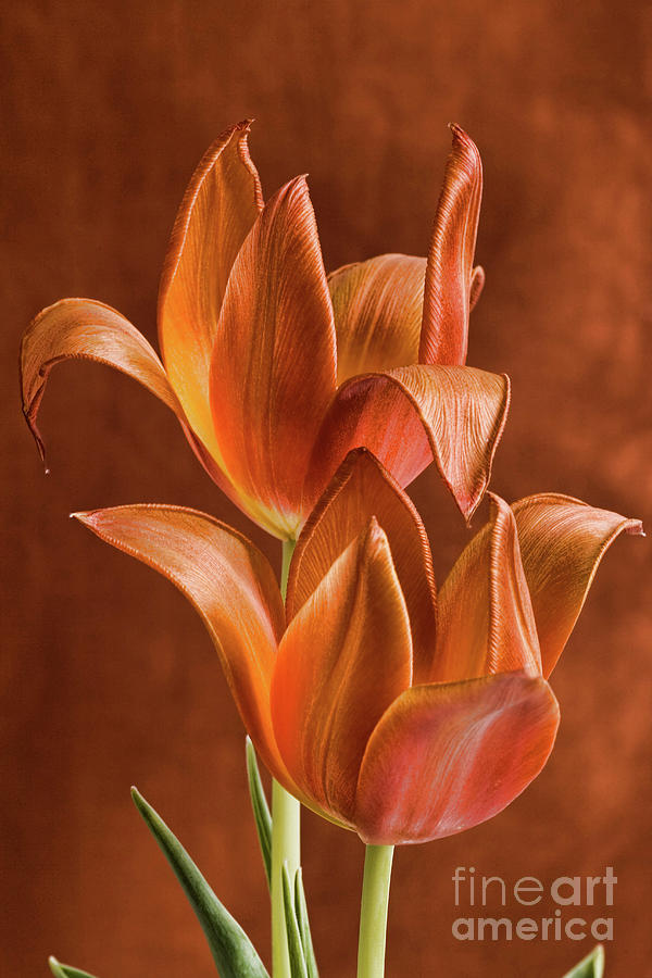 Two orange red Tulips entwined Photograph by Linda Matlow