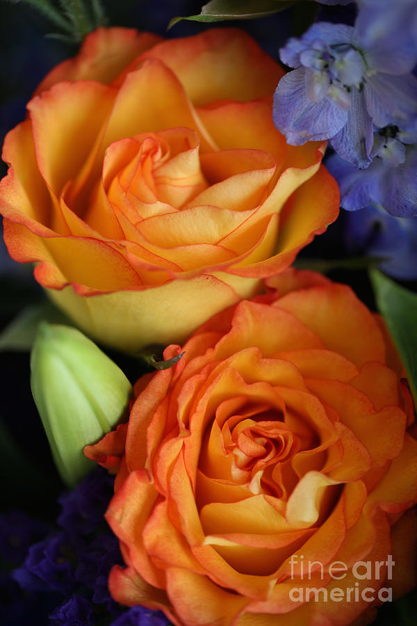 Rose Photograph - Two Orange Roses by Carol Groenen
