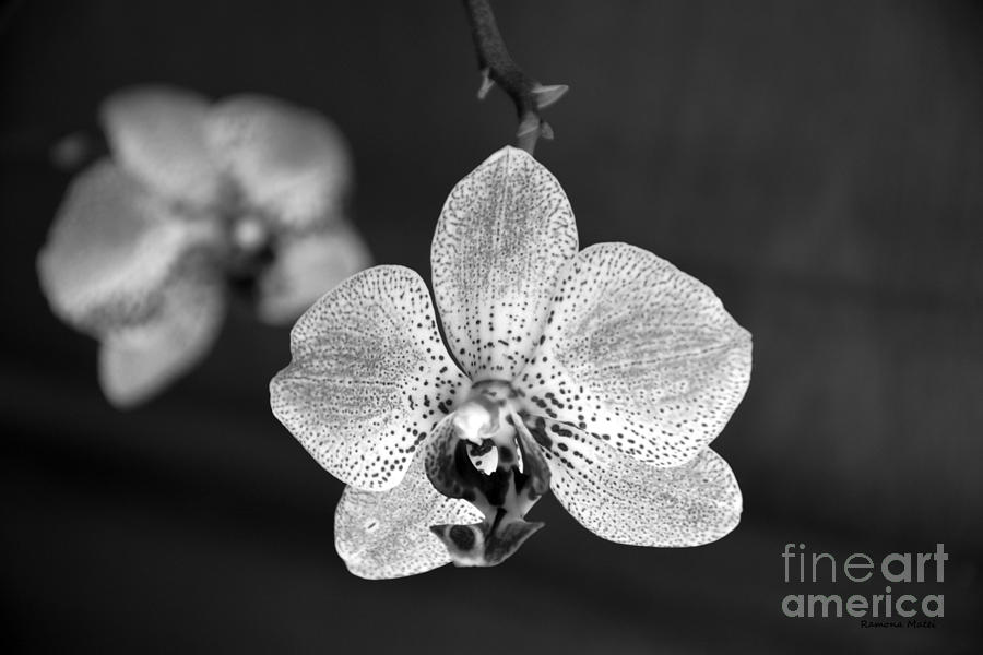 Two orchids black and white Photograph by Ramona Matei